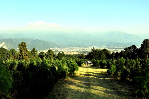 Bosque de los Árboles de Navidad - Sitios de interés - Amecameca