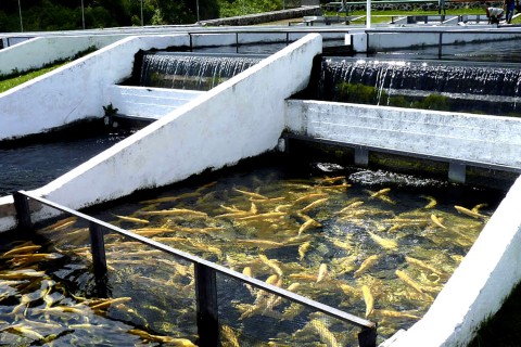 Criadero de truchas - Sitios de interés - Malinalco!
