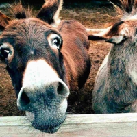 Feria Nacional del Burro 2020